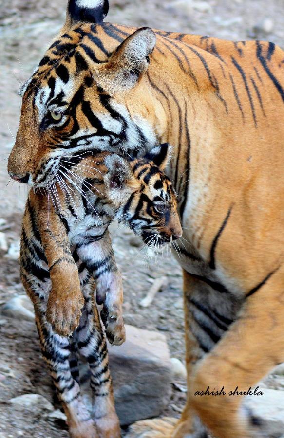 The Fern Ranthambore Forest Resort Rajasthan Sawai Madhopur Buitenkant foto